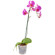 Pink Phalaenopsis orchid in a pot