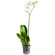 White Phalaenopsis orchid in a pot. Faroe Islands