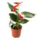 Anthurium plant in a pot. Faroe Islands